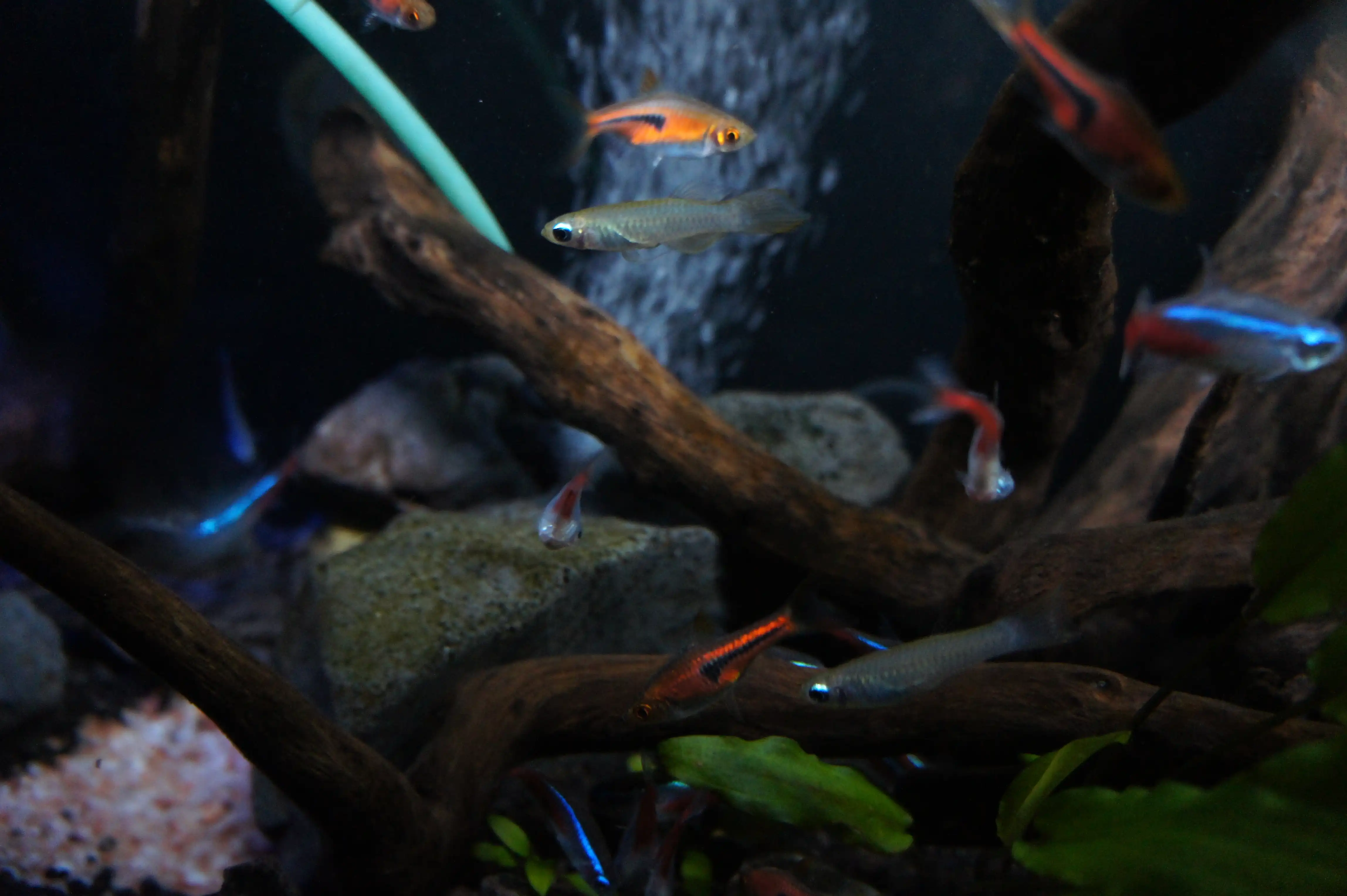 アフリカンランプアイ