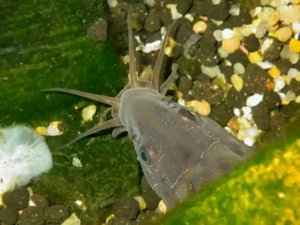 ドジョウの飼育
