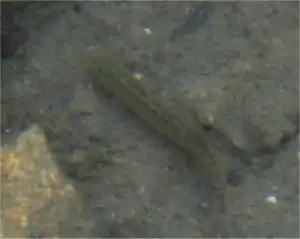 ドジョウの飼育