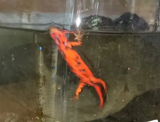 イモリの飼い方