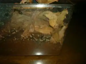 カブトムシのケース