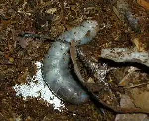 カブトムシの幼虫