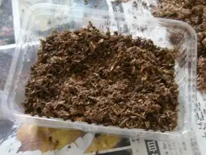 カブトムシ幼虫を育てるための湿らせた朽木マットを敷き詰めた状態