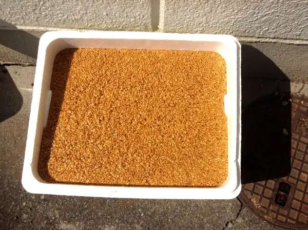 メダカの飼い方　水槽の鹿沼土に水を注ぐ