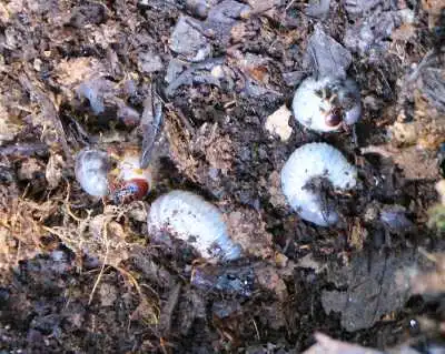 カブトムシの幼虫