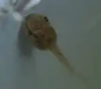 おたまじゃくし