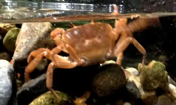 水槽の中のサワガニ