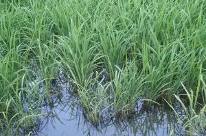 おたまじゃくし