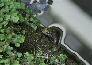 トノサマガエル